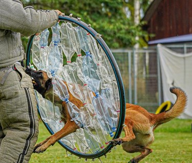 Bild regelbok mondioring 2023