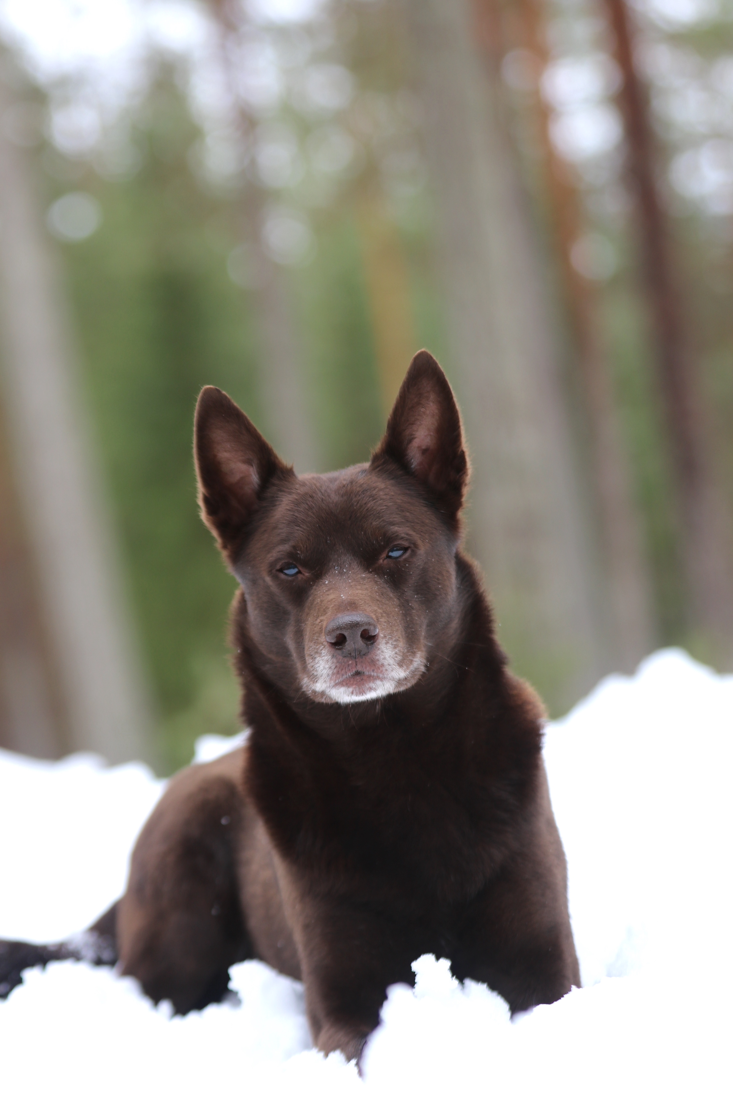 Nedansiljans brukshundsklubb