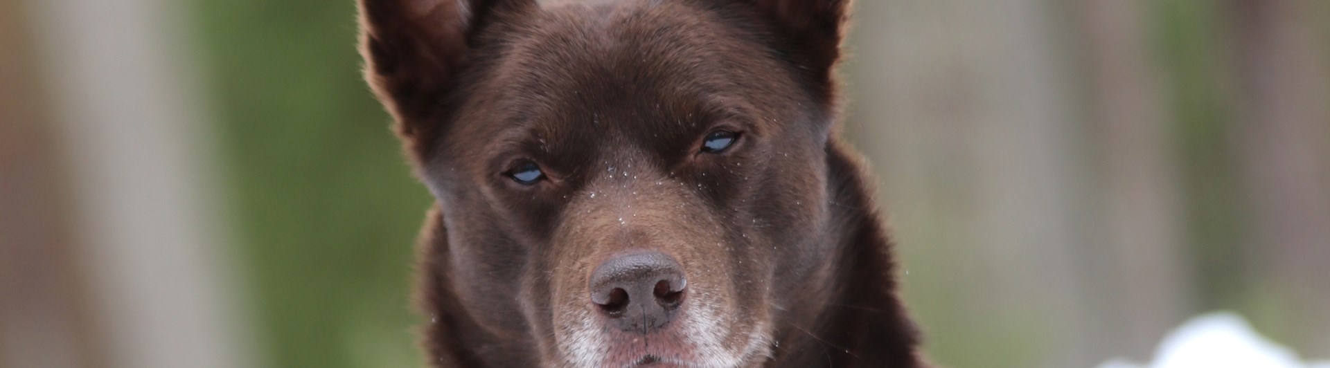 Nedansiljans brukshundsklubb