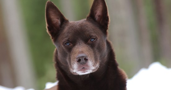 Nedansiljans brukshundsklubb