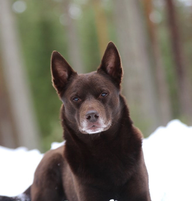 Nedansiljans brukshundsklubb