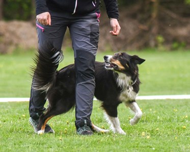 Hund går slalom mellan sin människas ben