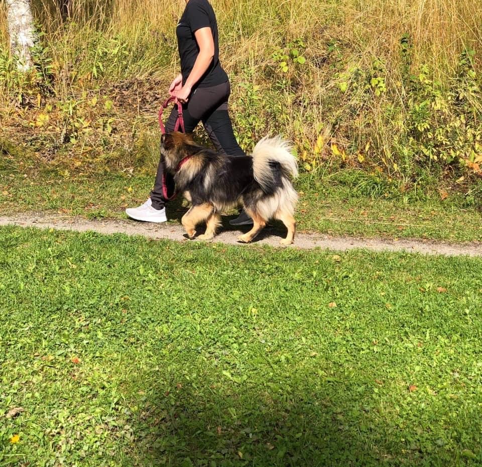 Hund som går fint bredvid sin förare med slakt koppel på en stig. Hunden är engagerad i föraren och kollar upp mot föraren. 