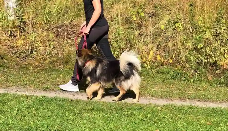 Hund som går fint bredvid sin förare med slakt koppel på en stig. Hunden är engagerad i föraren och kollar upp mot föraren. 