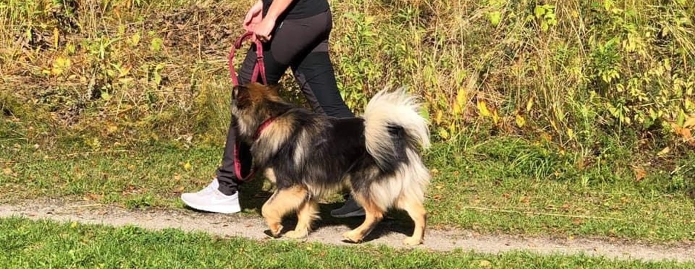 Hund som går fint bredvid sin förare med slakt koppel på en stig. Hunden är engagerad i föraren och kollar upp mot föraren.