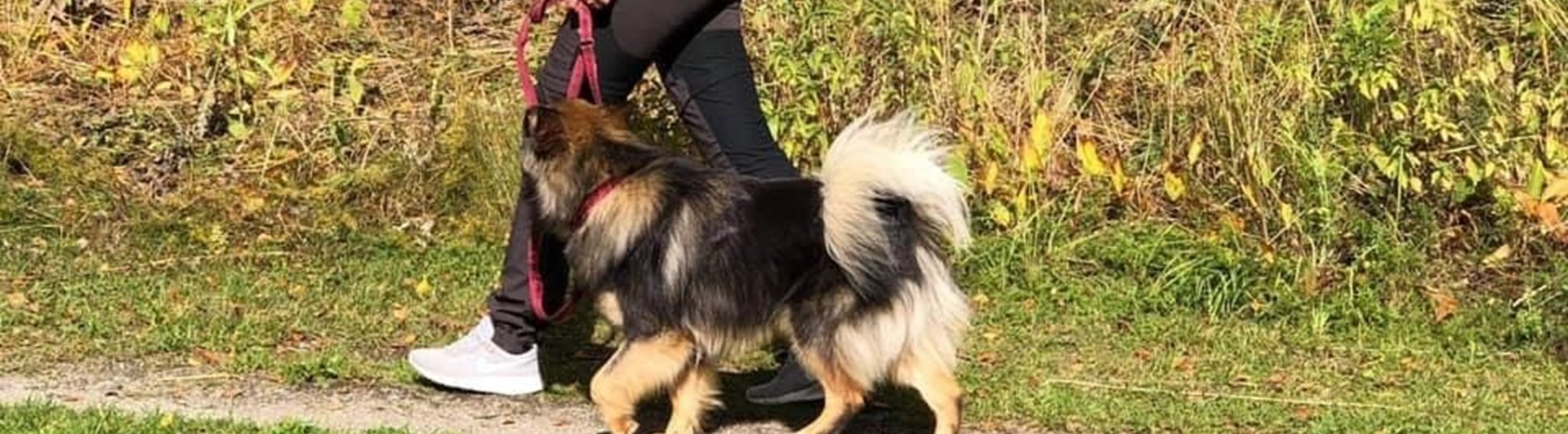 Hund som går fint bredvid sin förare med slakt koppel på en stig. Hunden är engagerad i föraren och kollar upp mot föraren.