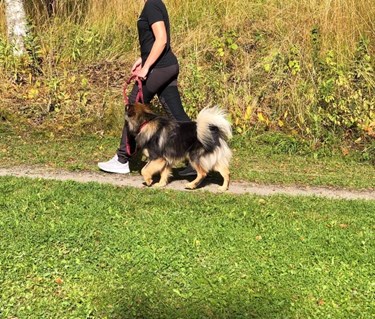 Hund som går fint bredvid sin förare med slakt koppel på en stig. Hunden är engagerad i föraren och kollar upp mot föraren.