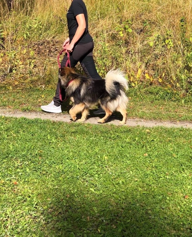 Hund som går fint bredvid sin förare med slakt koppel på en stig. Hunden är engagerad i föraren och kollar upp mot föraren.