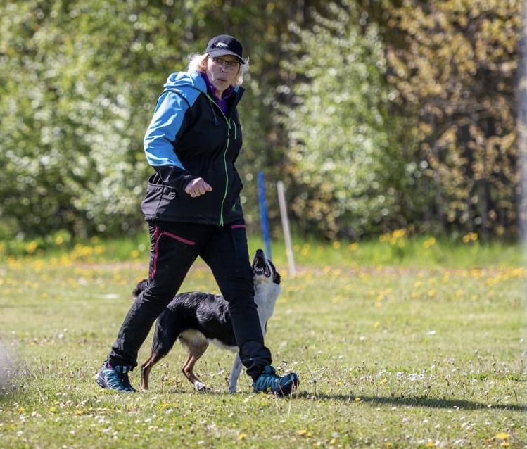 Bordercollie Katt tränar lydnad
