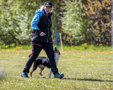 Bordercollie Katt tränar lydnad