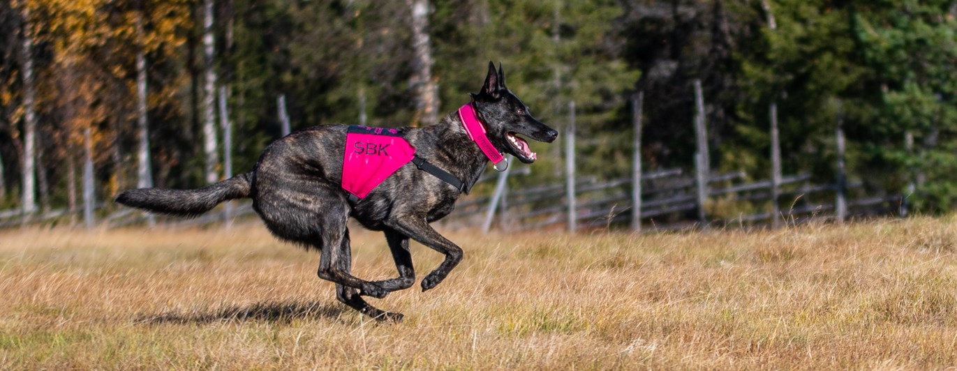 En hund som springer på inkallning i skogen