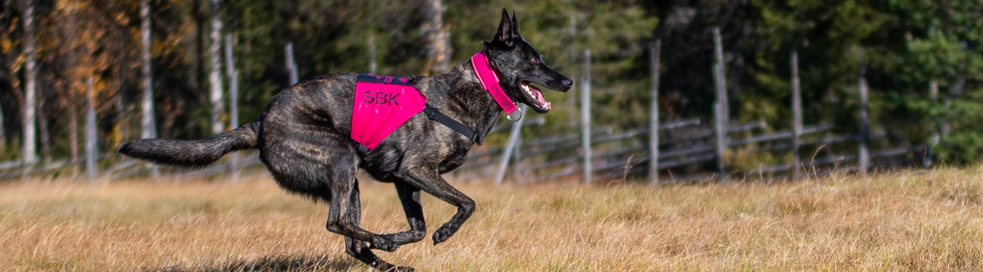 En hund som springer på inkallning i skogen
