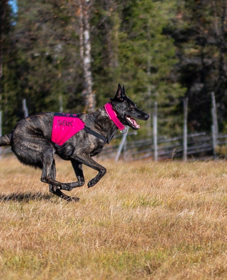 En hund som springer på inkallning i skogen