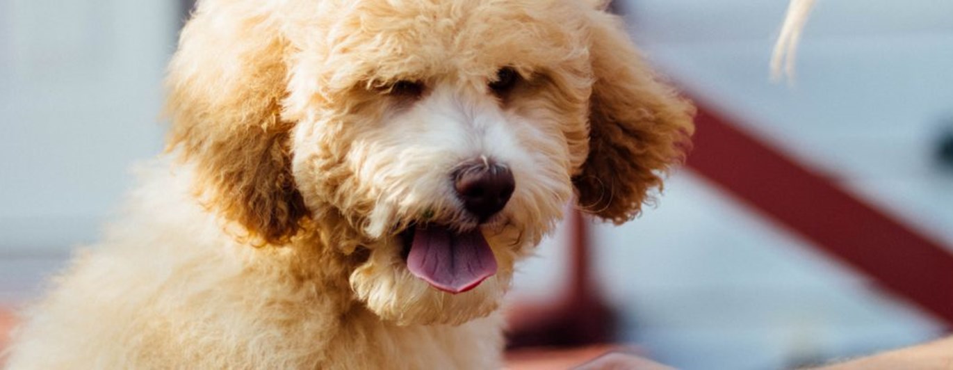 Närbild på ljusbrun, lurvig, hund