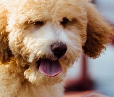 Närbild på ljusbrun, lurvig, hund