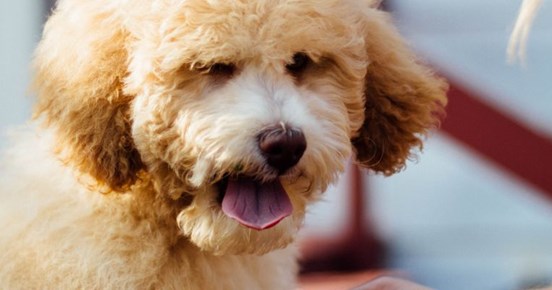 Närbild på ljusbrun, lurvig, hund