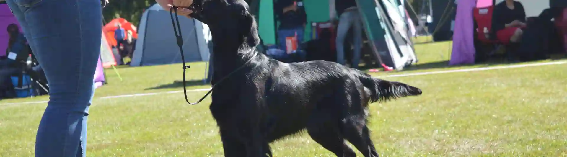 En svart hund uppställd framför domaren på hundutställning