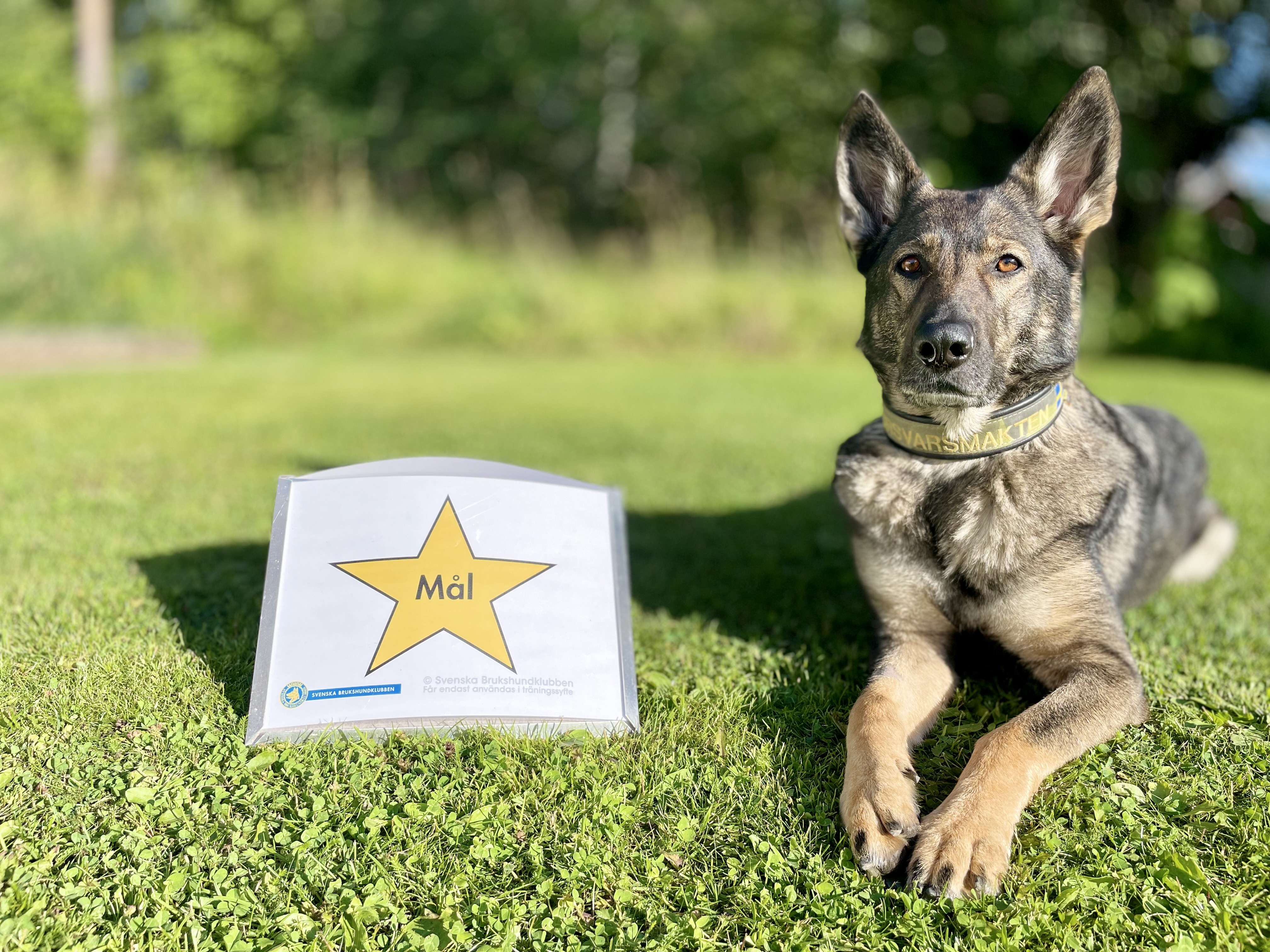 Schäferhund liggandes bredvid målskylten i rallylydnad