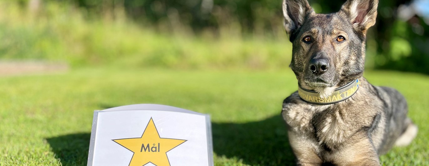 Schäferhund liggandes bredvid målskylten i rallylydnad