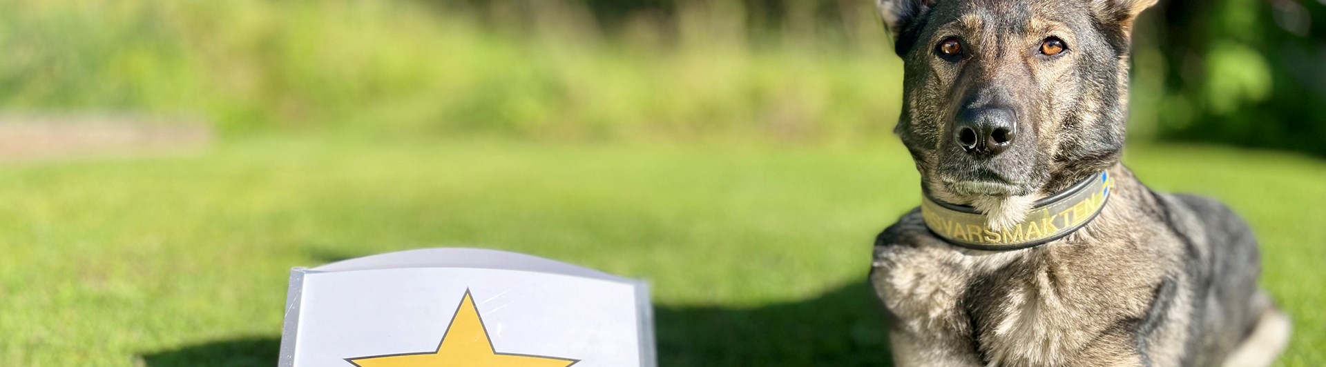 Schäferhund liggandes bredvid målskylten i rallylydnad