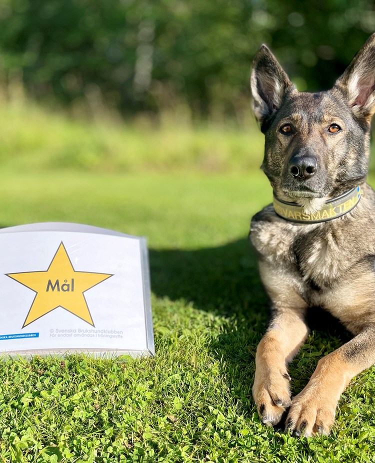 Schäferhund liggandes bredvid målskylten i rallylydnad