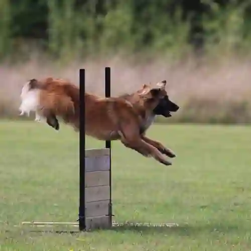 Hund som hoppar över brukshinder