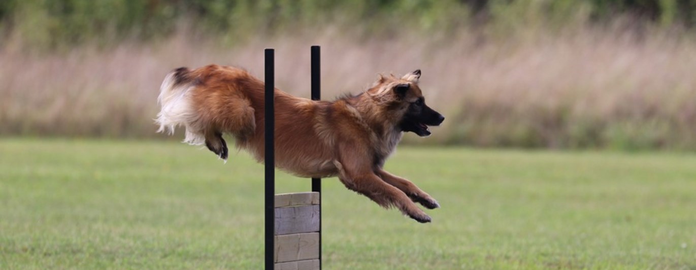 Hund som hoppar över brukshinder