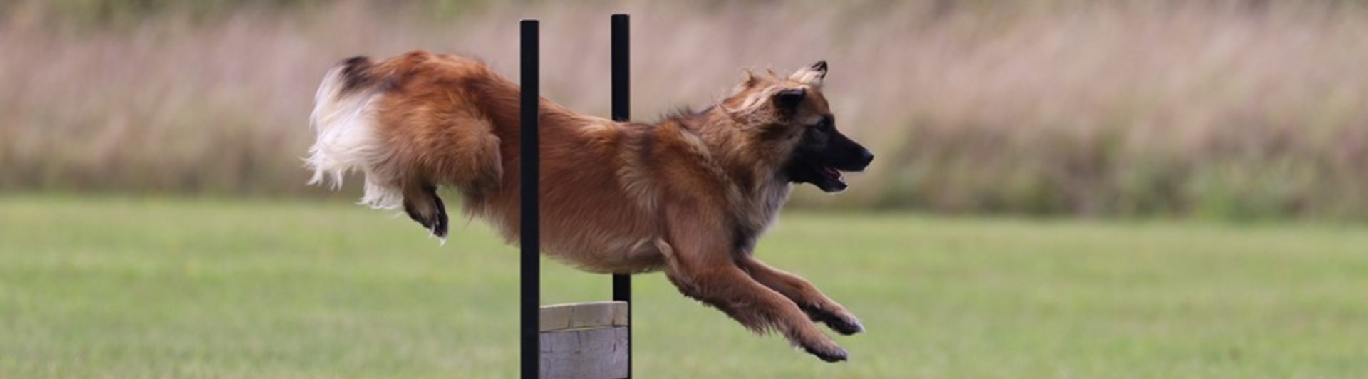 Hund som hoppar över brukshinder