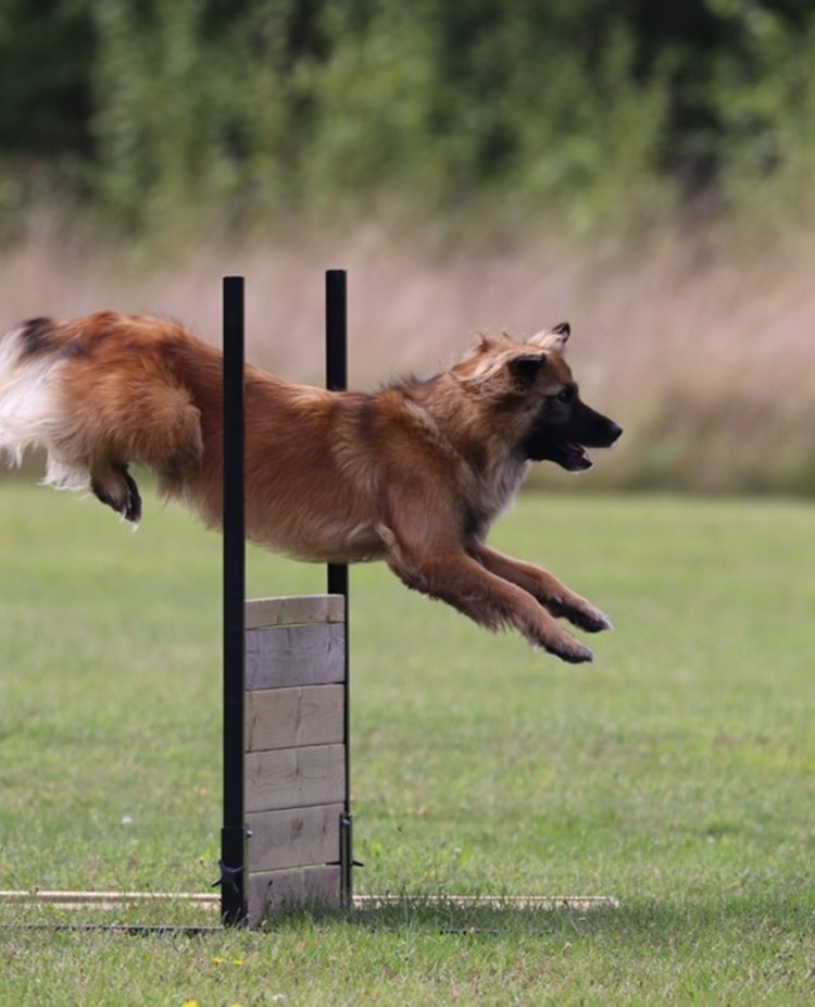 Hund som hoppar över brukshinder