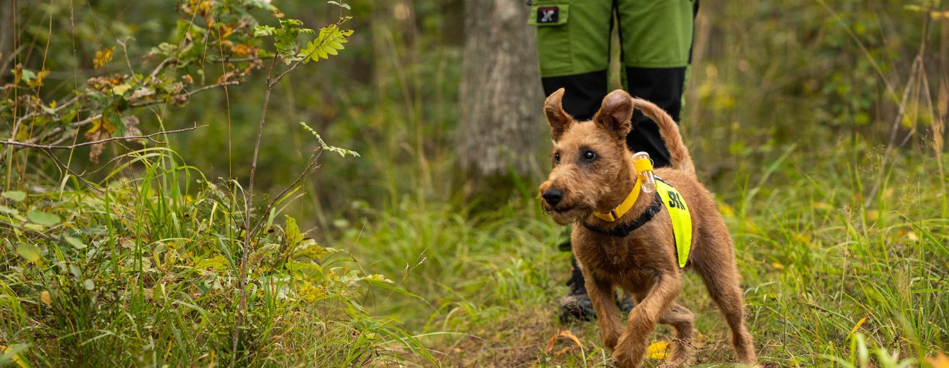 Irländsk terrier Taylor tränar rapport.