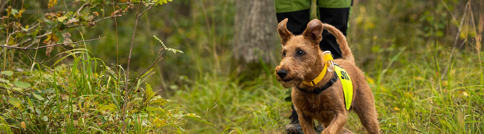 Irländsk terrier Taylor tränar rapport.
