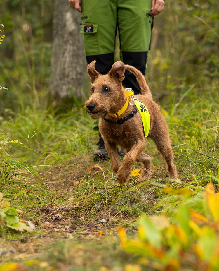 Irländsk terrier Taylor tränar rapport.