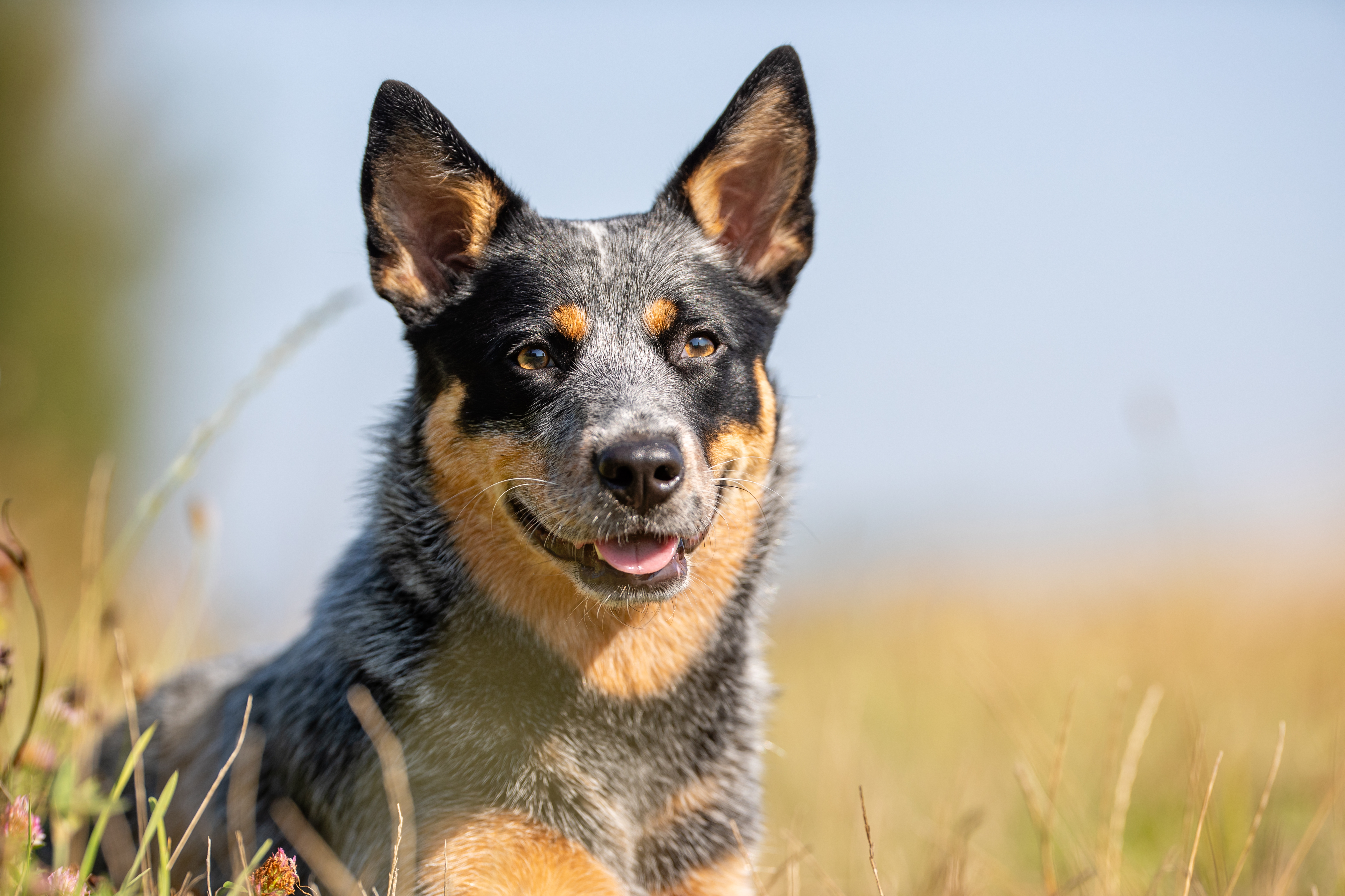 Australian cattledog som tittar in i kameran