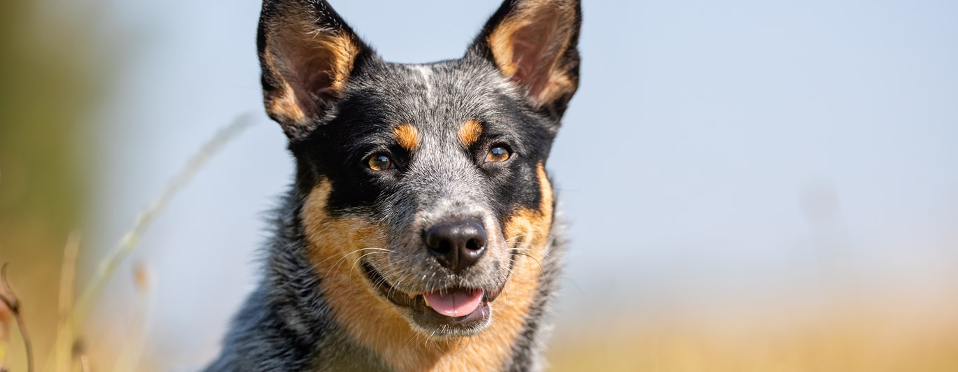 Australian cattledog som tittar in i kameran