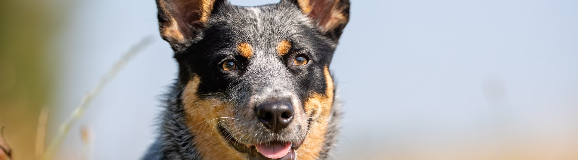 Australian cattledog som tittar in i kameran