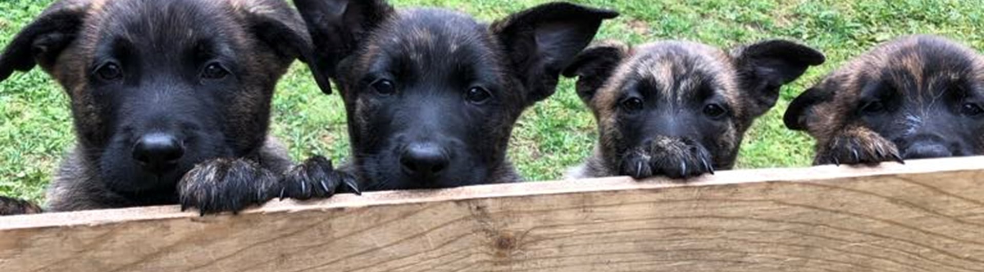 Valpar som tittar fram bakom ett plank