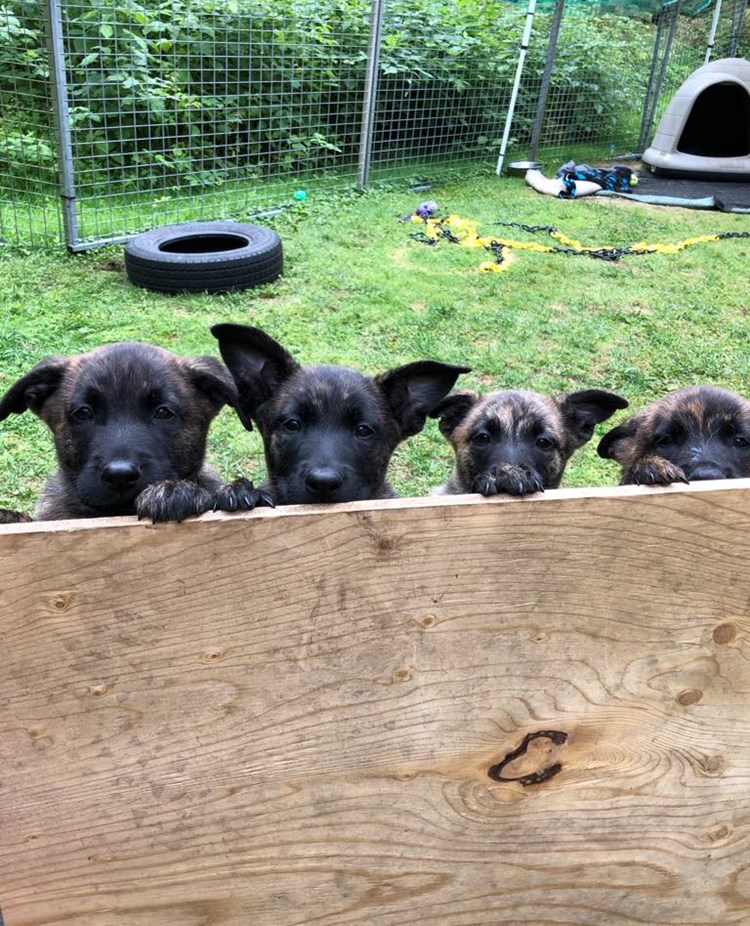 Valpar som tittar fram bakom ett plank