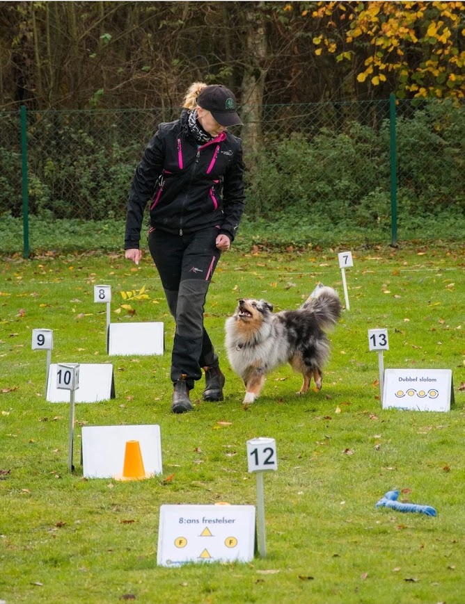 Sheltie som tränar rallylydnad