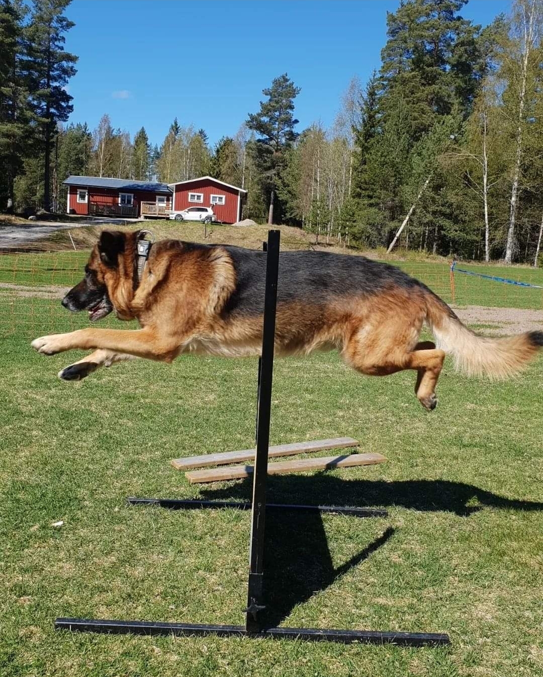 Schäfer hoppar över hinder