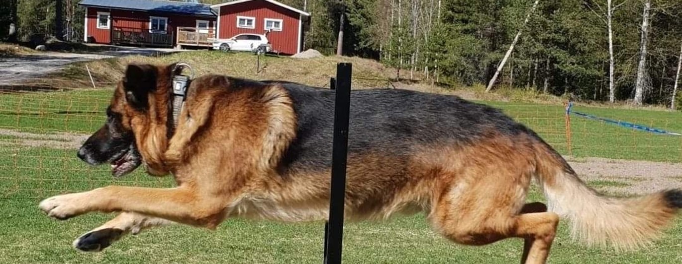 Schäfer hoppar över hinder