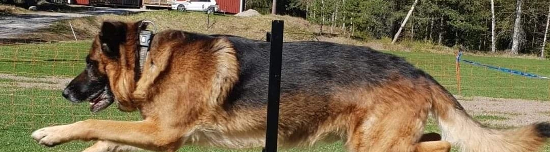 Schäfer hoppar över hinder