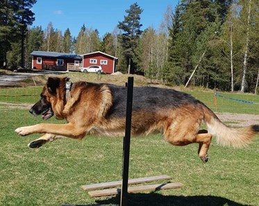 Schäfer hoppar över hinder
