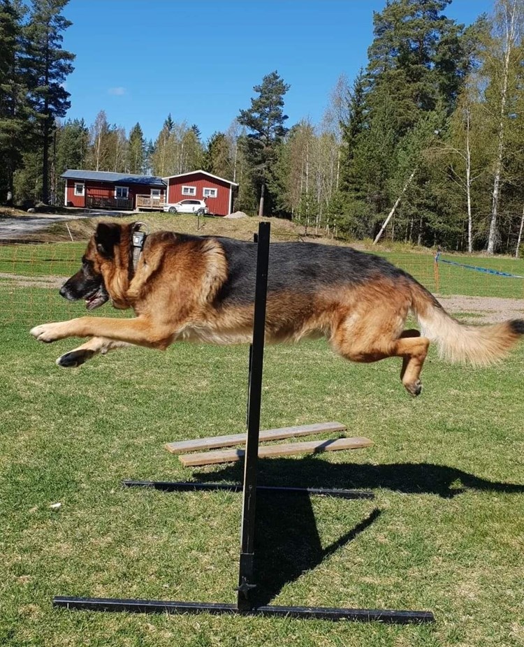 Schäfer hoppar över hinder