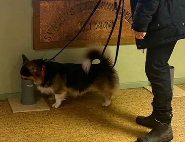 Trefärgad corgi nosar i ett plaströr. Hundförare står bakom.