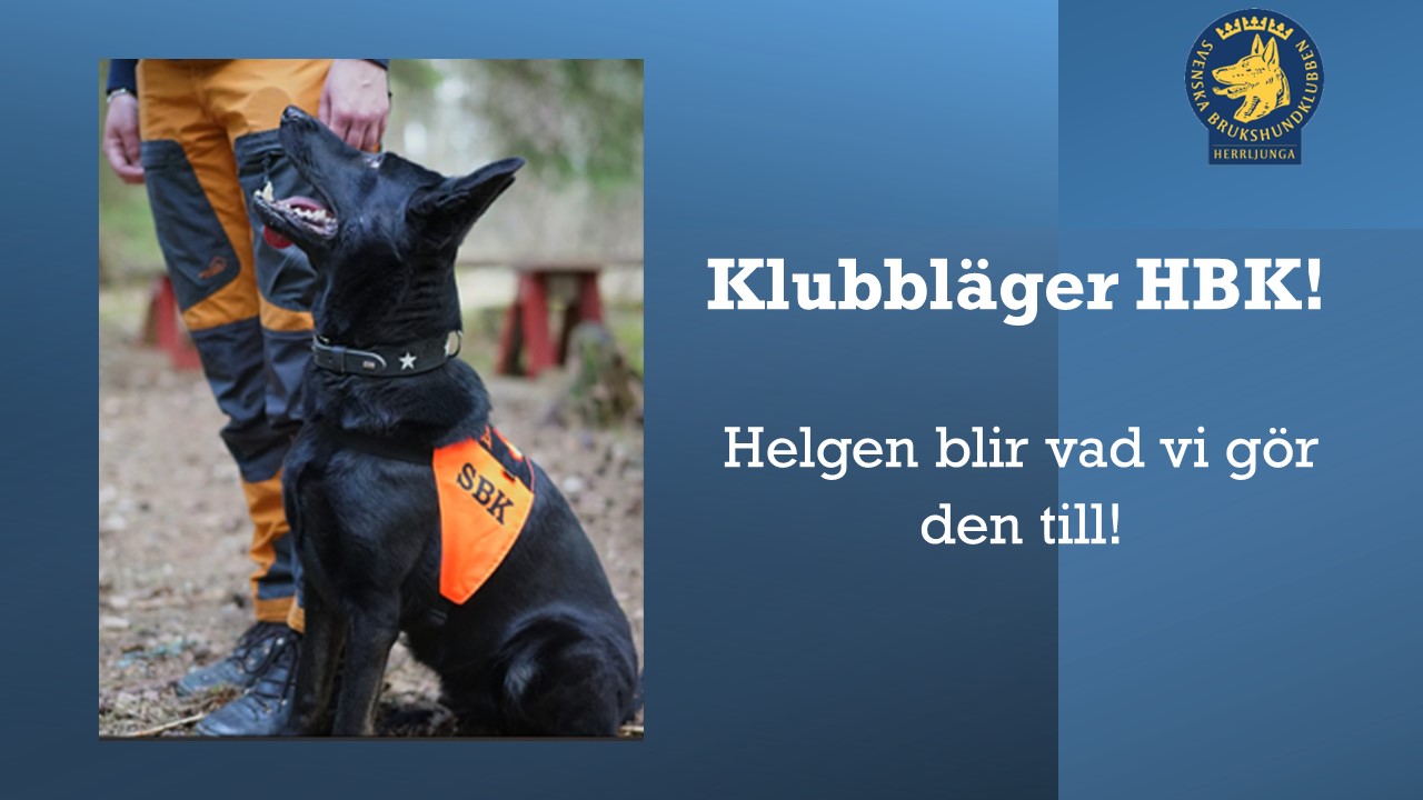 Svart hund i utgångsposition vid föraren