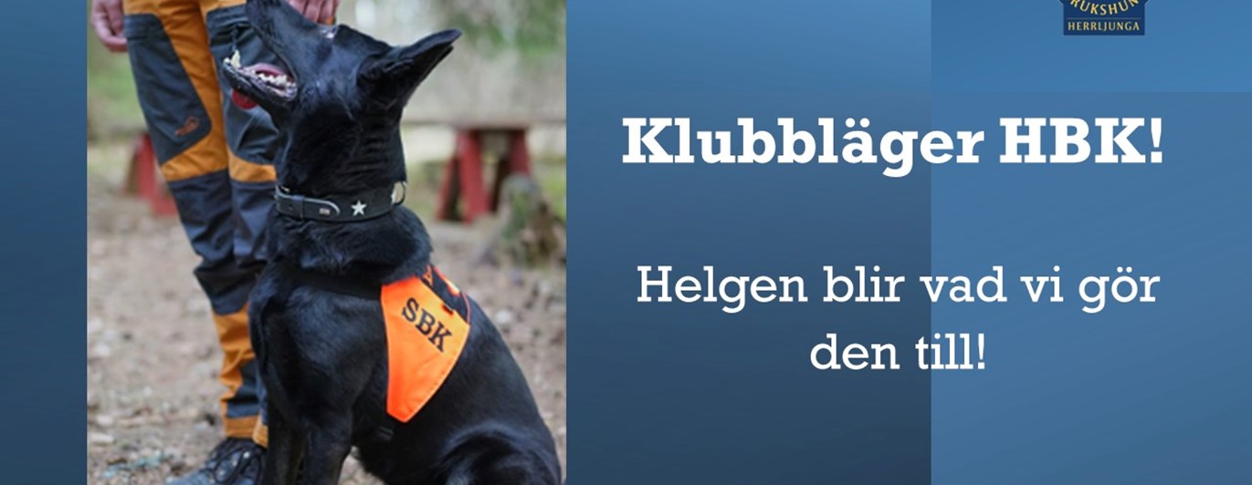 Svart hund i utgångsposition vid föraren