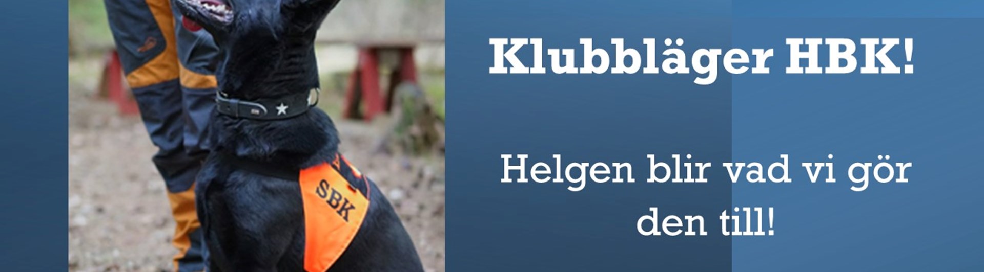 Svart hund i utgångsposition vid föraren