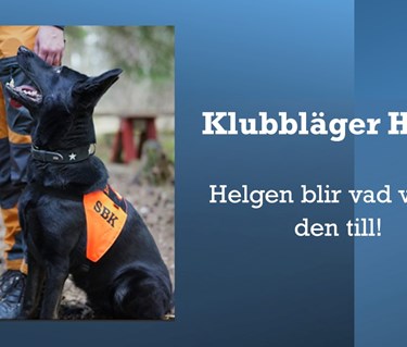 Svart hund i utgångsposition vid föraren