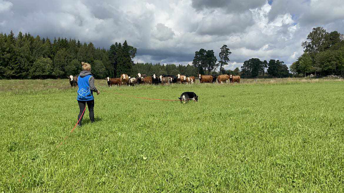 Förare och sin hund som spårar