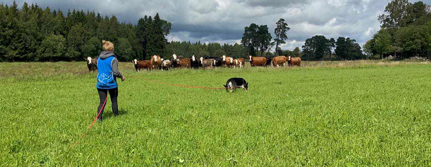 Förare och sin hund som spårar